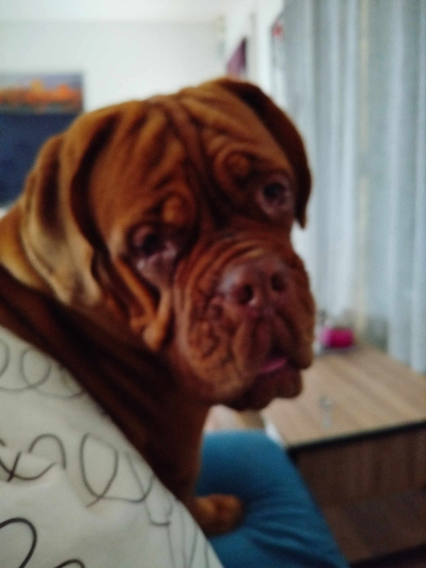 Vénus a rejoint le concours — aidez-le/la à gagner de superbes lots ! dog, brown_dog, wrinkles, indoor, couch, blanket, furniture, table, pet, animal, close_up, canine, living_room, household, domestic, companion, blurred, soft_focus, resting, seated