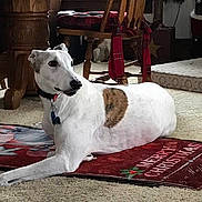 Ziggy is registered to the contest to win money with this photo: alert, animal, brown_patch, carpet, christmas_mat, collar, cozy, decor, dog, floor, furniture, greyhound, holiday_decor, indoor, living_room, pet, resting, white_dog, wooden_chair, wooden_table