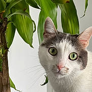 Floky a rejoint le concours — aidez-le/la à gagner de superbes lots ! abyssinian, angora, animal, cat, kitten, leaf, manx, pet, plant, pottedplant, siamese, wood