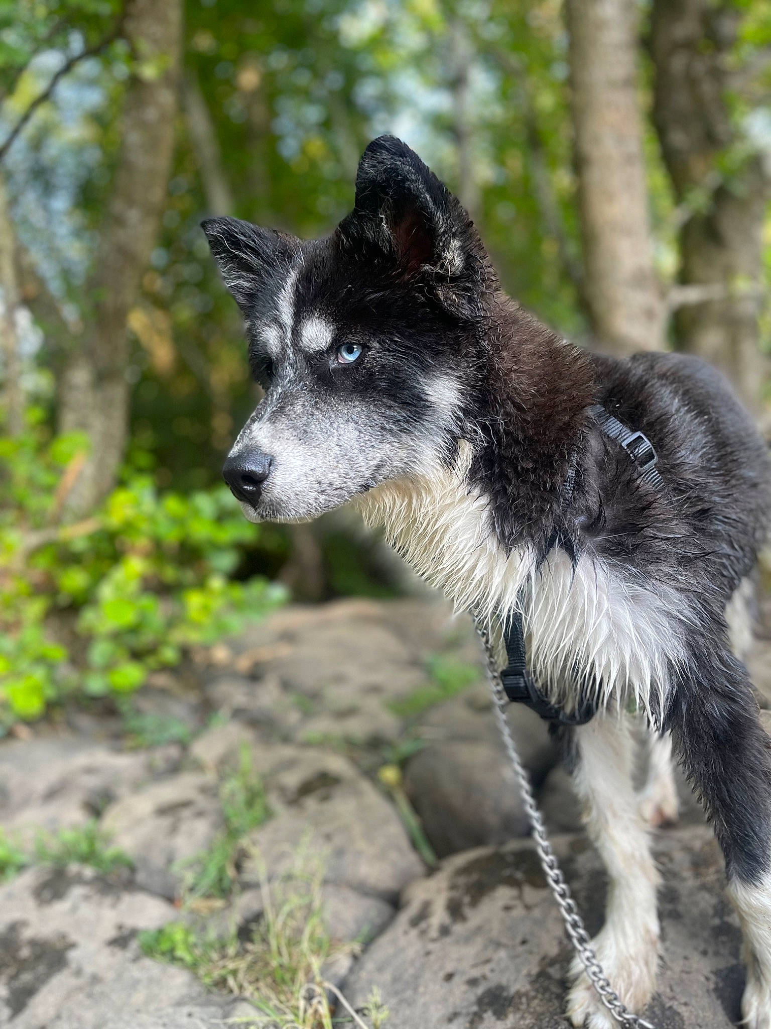 Saska participe au concours pour gagner de l'argent avec cette photo : canidae, canis, carnivore, dog, dog_breed, fur, grass, groundcover, plant, snout, soil, sporting_group, tail, terrestrial_animal, tree, whiskers, wildlife, working_animal, working_dog, zoo