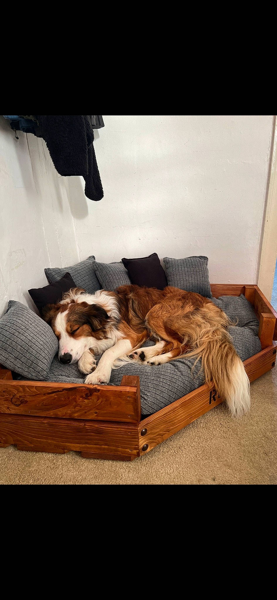 Ron joined the competition — help win amazing prizes! basket, carnivore, cat, cat_supply, comfort, companion_dog, dog_breed, fawn, felidae, fur, hardwood, interior_design, linens, living_room, outdoor_furniture, small_to_medium_sized_cats, tail, tints_and_shades, whiskers, wood