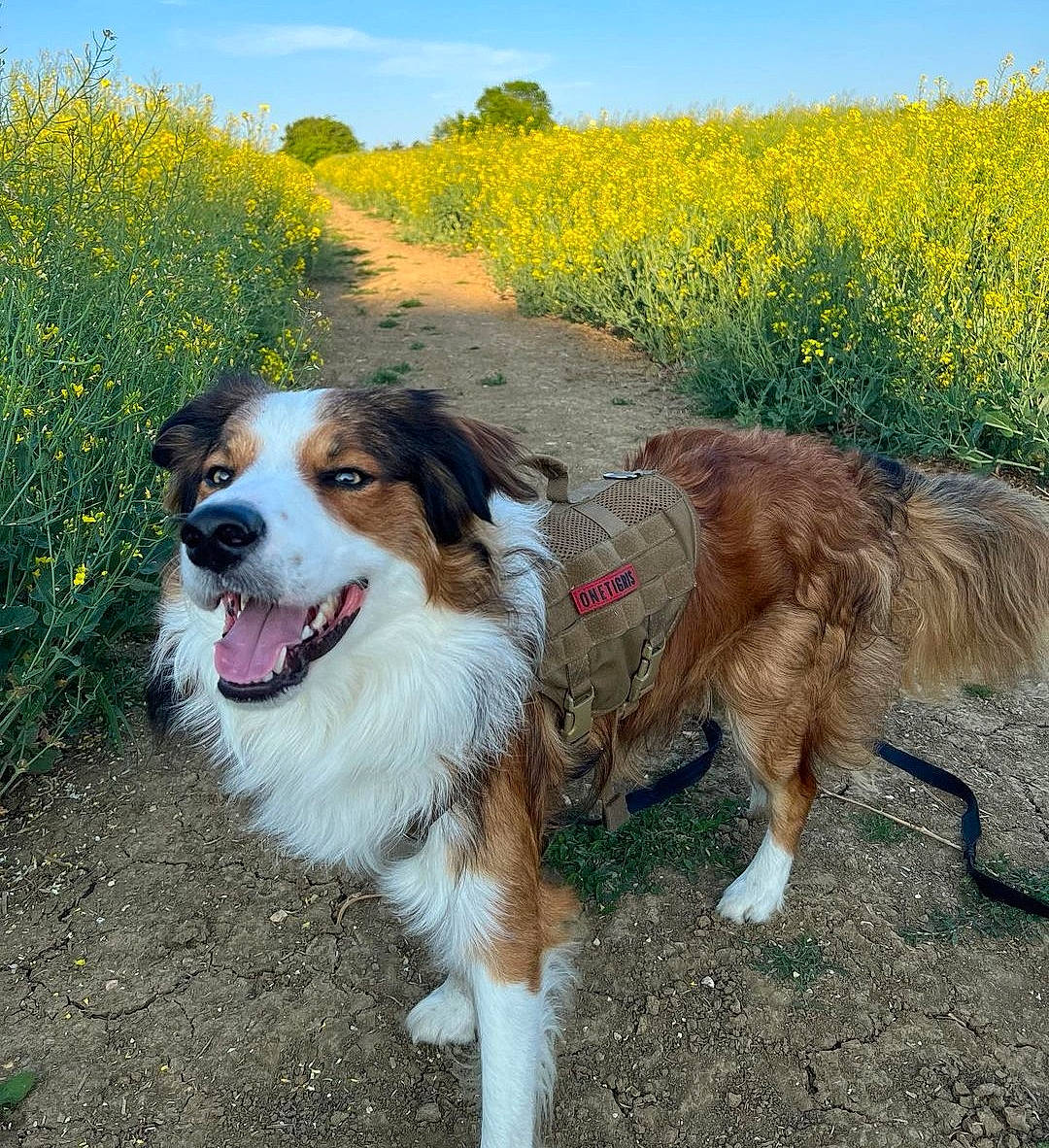 Ron joined the competition — help win amazing prizes! australian_shepherd, canidae, carnivore, collar, companion_dog, dog, dog_breed, field, flower, grass, grassland, herding_dog, landscape, natural_landscape, plant, prairie, sky, sporting_group, working_dog, yellow