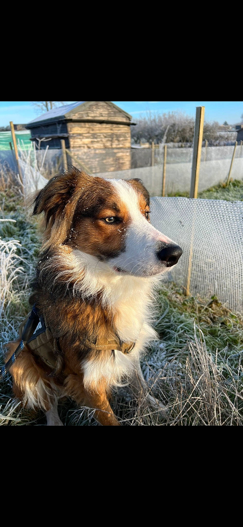 Ron joined the competition — help win amazing prizes! canidae, carnivore, companion_dog, dog, dog_breed, eye, fawn, fence, fur, grass, herding_dog, mesh, plant, puppy, snout, sporting_group, terrestrial_animal, tree, whiskers, working_dog