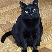 Salem joined the competition — help win amazing prizes! adorable, alert, black_cat, cat, close_up, curious, domestic_cat, feline, fur, hardwood_floor, home_interior, indoor, looking_up, paws, pet, portrait, sitting, tail, whiskers, yellow_eyes