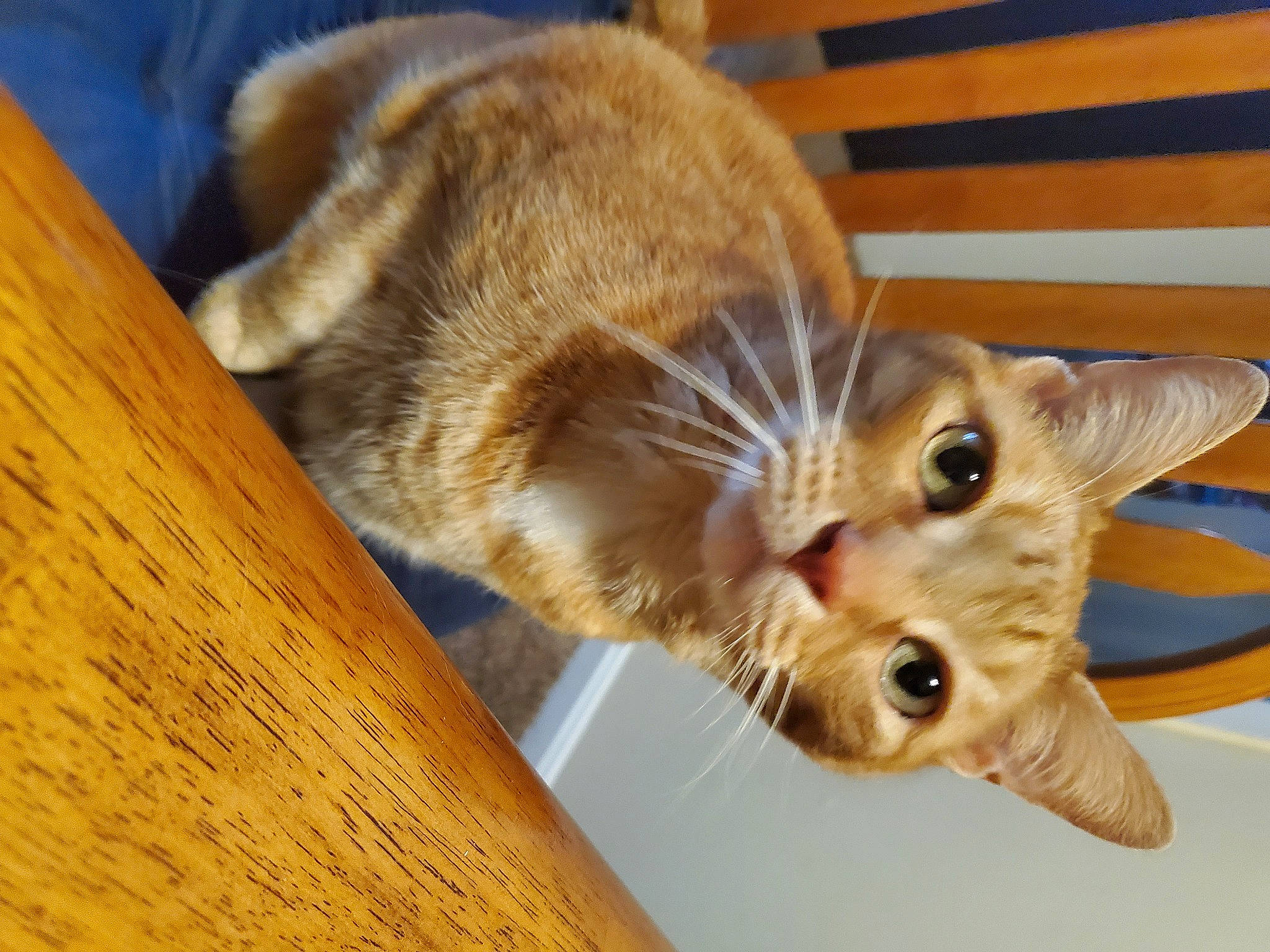 Tyson joined the competition — help win amazing prizes! carnivore, cat, claw, domestic_short_haired_cat, ear, fawn, felidae, fur, hardwood, paw, plank, small_to_medium_sized_cats, snout, tail, terrestrial_animal, varnish, whiskers, wildlife, wood, wood_stain