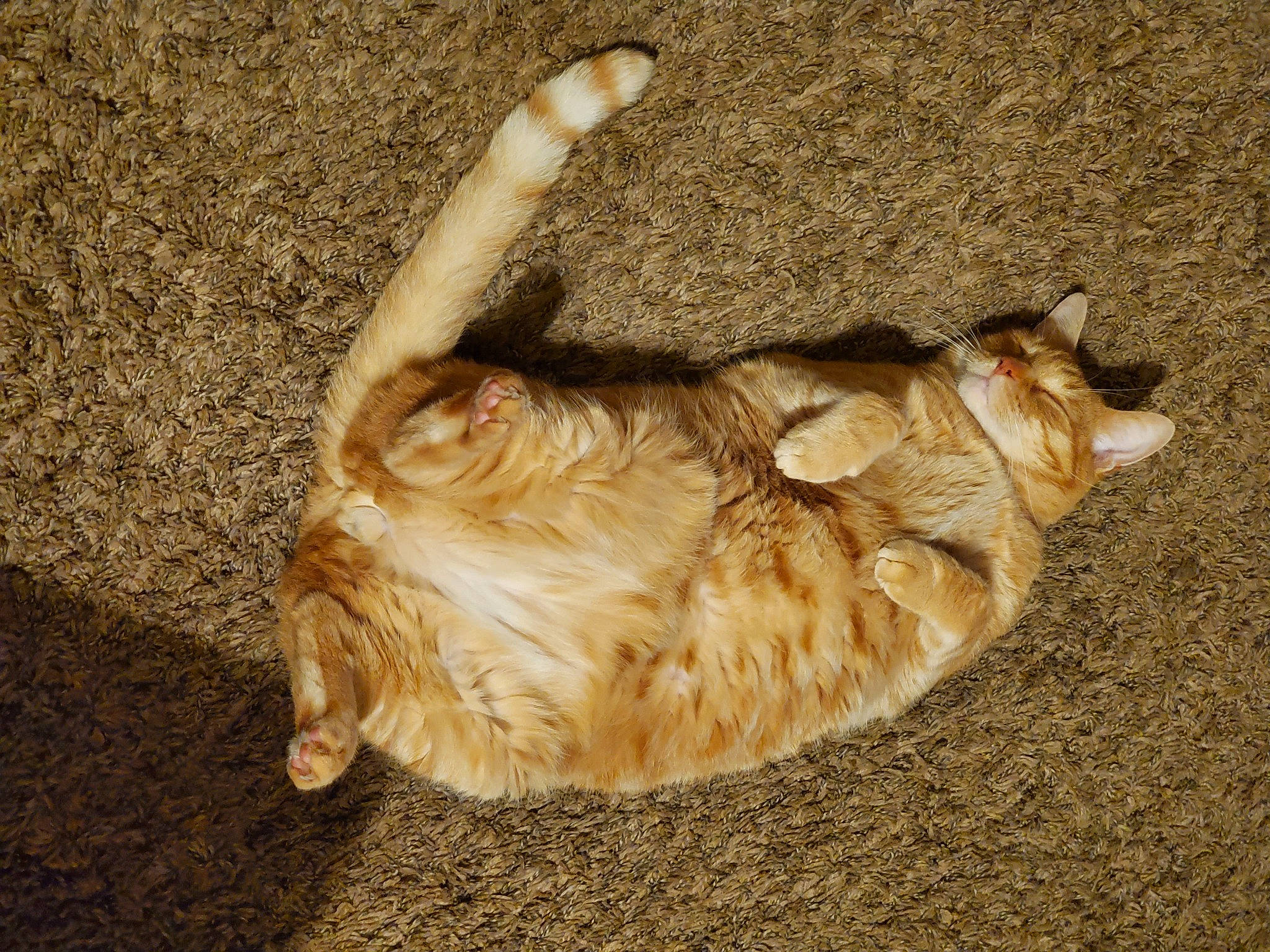 Tyson is registered to the contest to win money with this photo: canidae, carnivore, cat, claw, dog_breed, domestic_short_haired_cat, fawn, felidae, fur, nap, paw, shadow, small_to_medium_sized_cats, soil, sporting_group, tail, terrestrial_animal, vertebrate, whiskers, wood