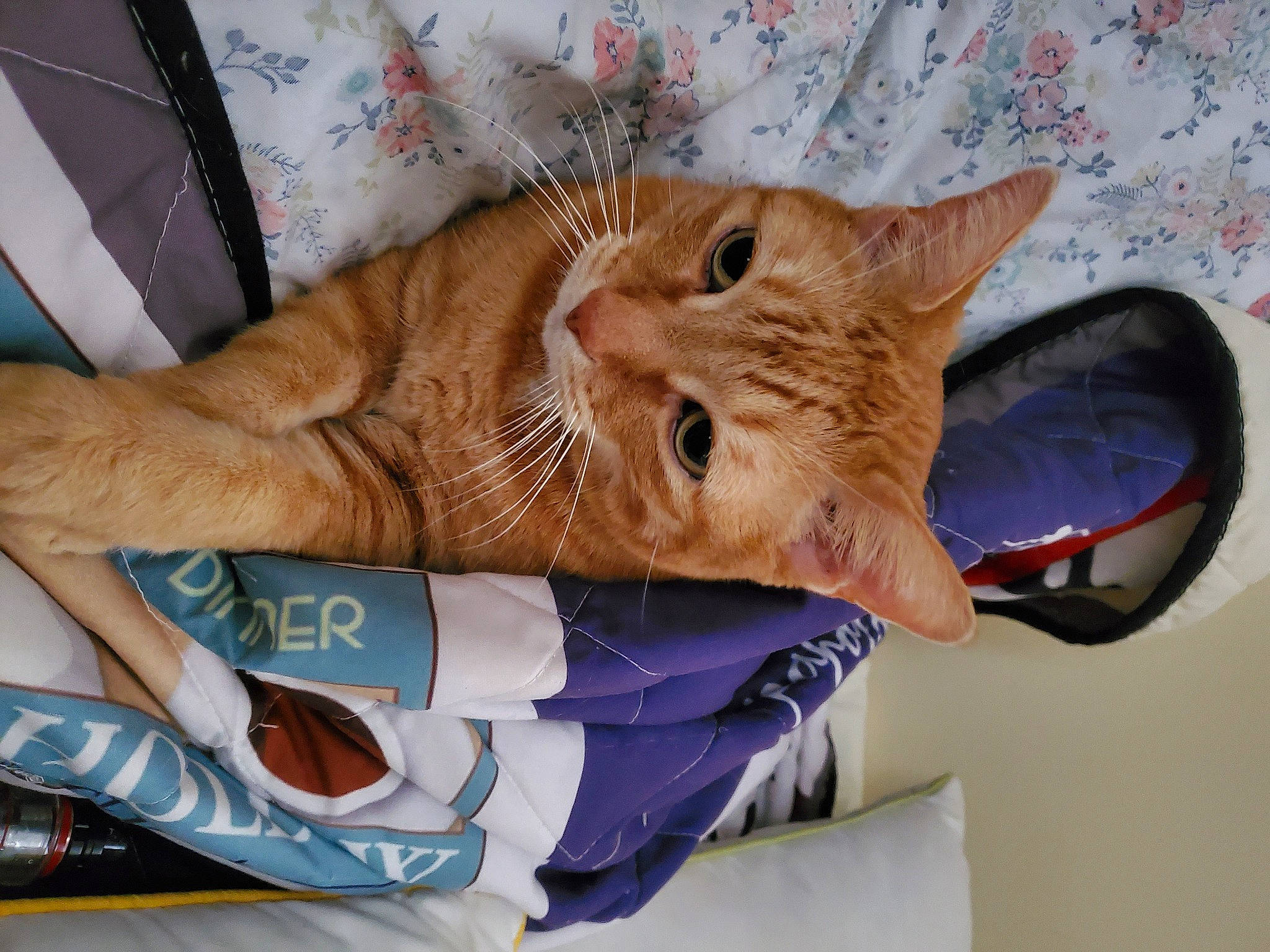 Tyson joined the competition — help win amazing prizes! bag, carnivore, cat, claw, comfort, domestic_short_haired_cat, ear, electric_blue, fashion_accessory, fawn, felidae, fur, gesture, linens, nail, paw, small_to_medium_sized_cats, tail, whiskers, wrinkle