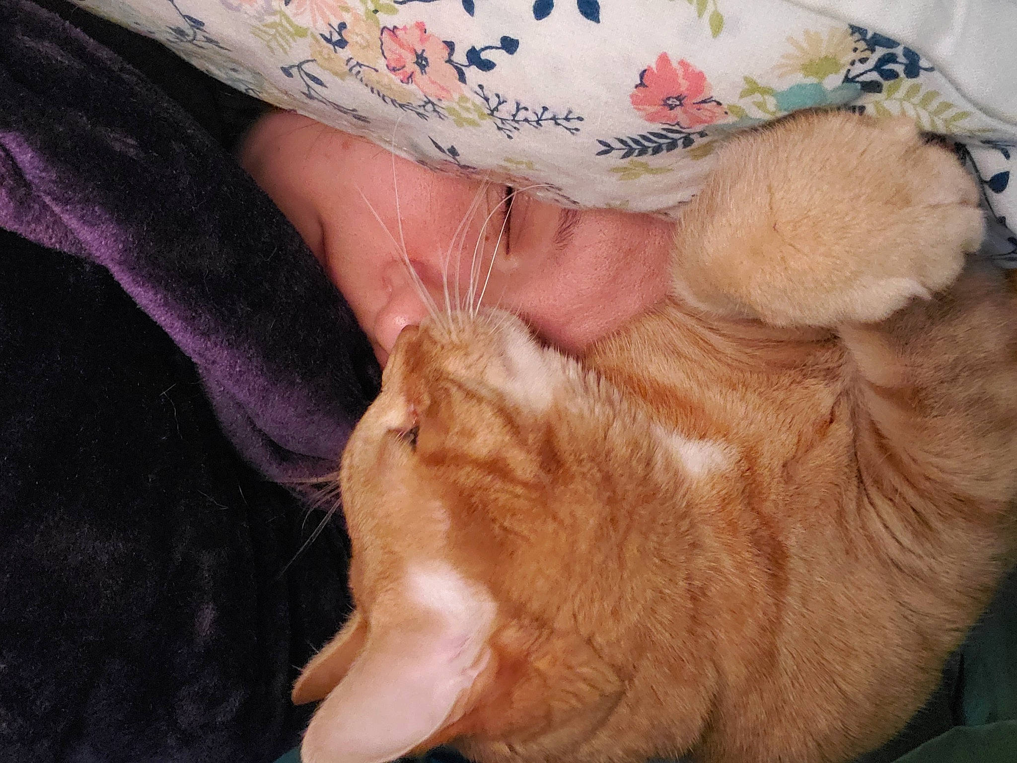 Tyson joined the competition — help win amazing prizes! carnivore, cat, comfort, companion_dog, dog_breed, fawn, felidae, foot, gesture, glasses, human_leg, nail, small_to_medium_sized_cats, snout, tail, thigh, whiskers, wood, wrinkle, wrist