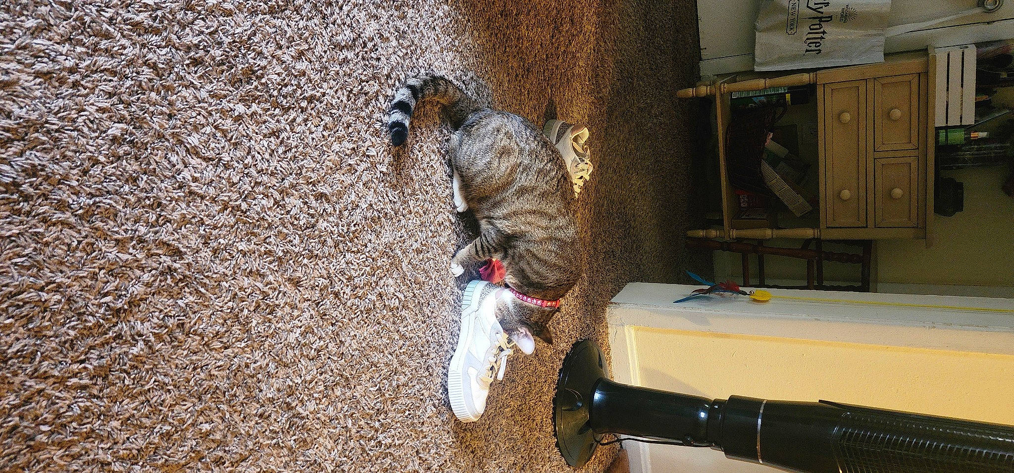 Jakjak joined the competition — help win amazing prizes! canidae, carnivore, cat, collar, companion_dog, dog_breed, domestic_short_haired_cat, felidae, fur, leash, pet_supply, small_to_medium_sized_cats, soil, sporting_group, tail, whiskers