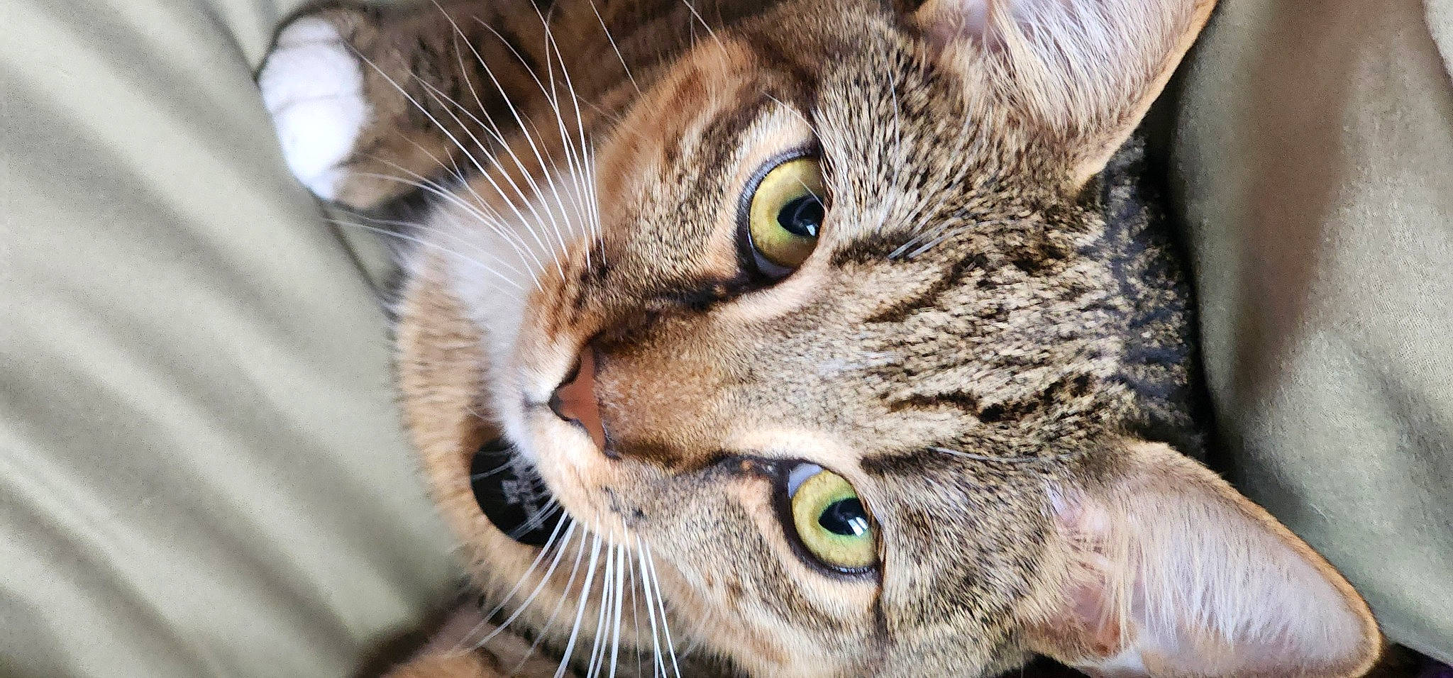 Jakjak is registered to the contest to win money with this photo: carnivore, cat, close_up, domestic_short_haired_cat, ear, felidae, fur, grass, iris, photography, small_to_medium_sized_cats, snout, terrestrial_animal, tree, whiskers, wildlife