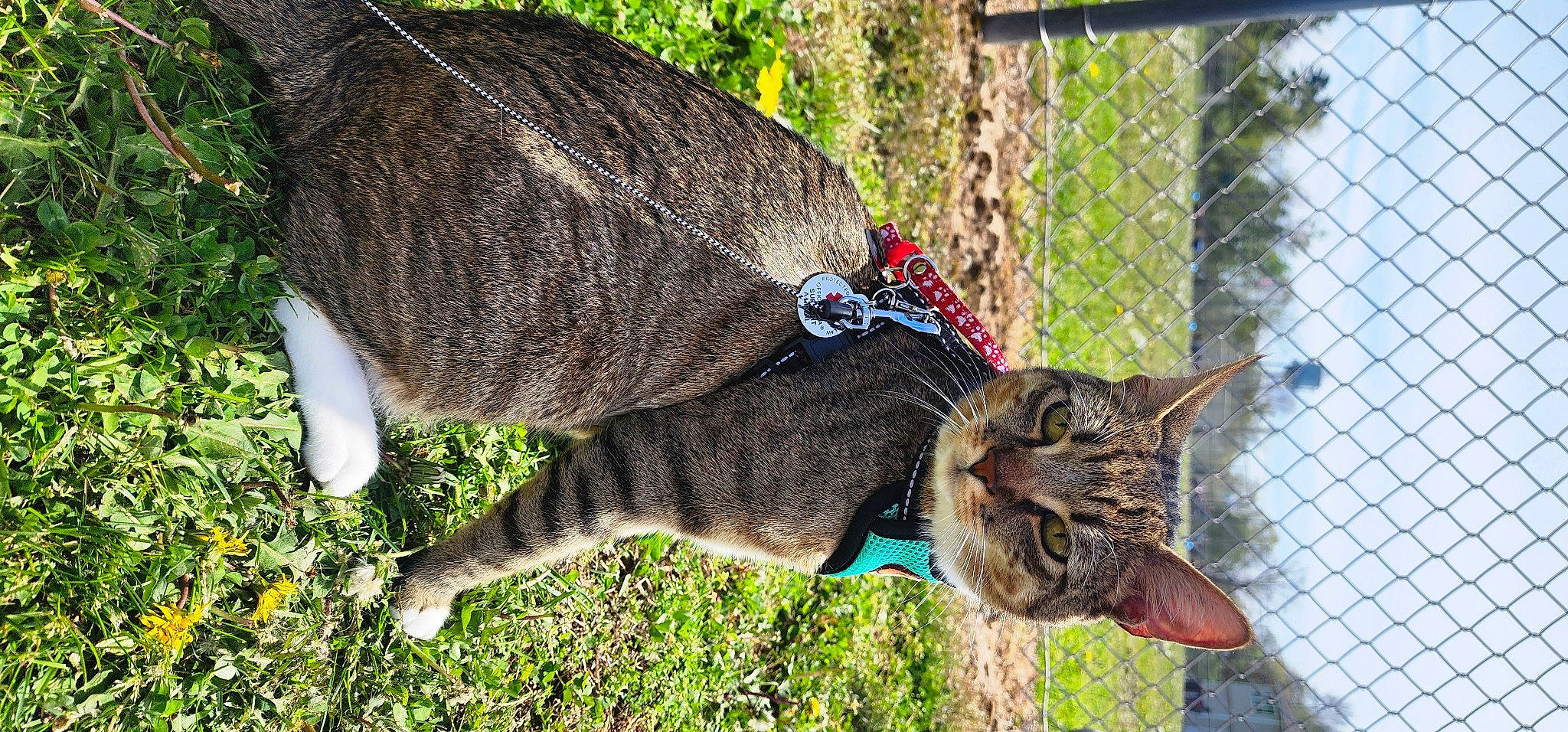 Jakjak is registered to the contest to win money with this photo: carnivore, cat, collar, dog_breed, domestic_short_haired_cat, felidae, fence, fur, grass, mesh, pet_supply, plant, small_to_medium_sized_cats, snout, sporting_group, tail, terrestrial_animal, tree, whiskers, wire_fencing