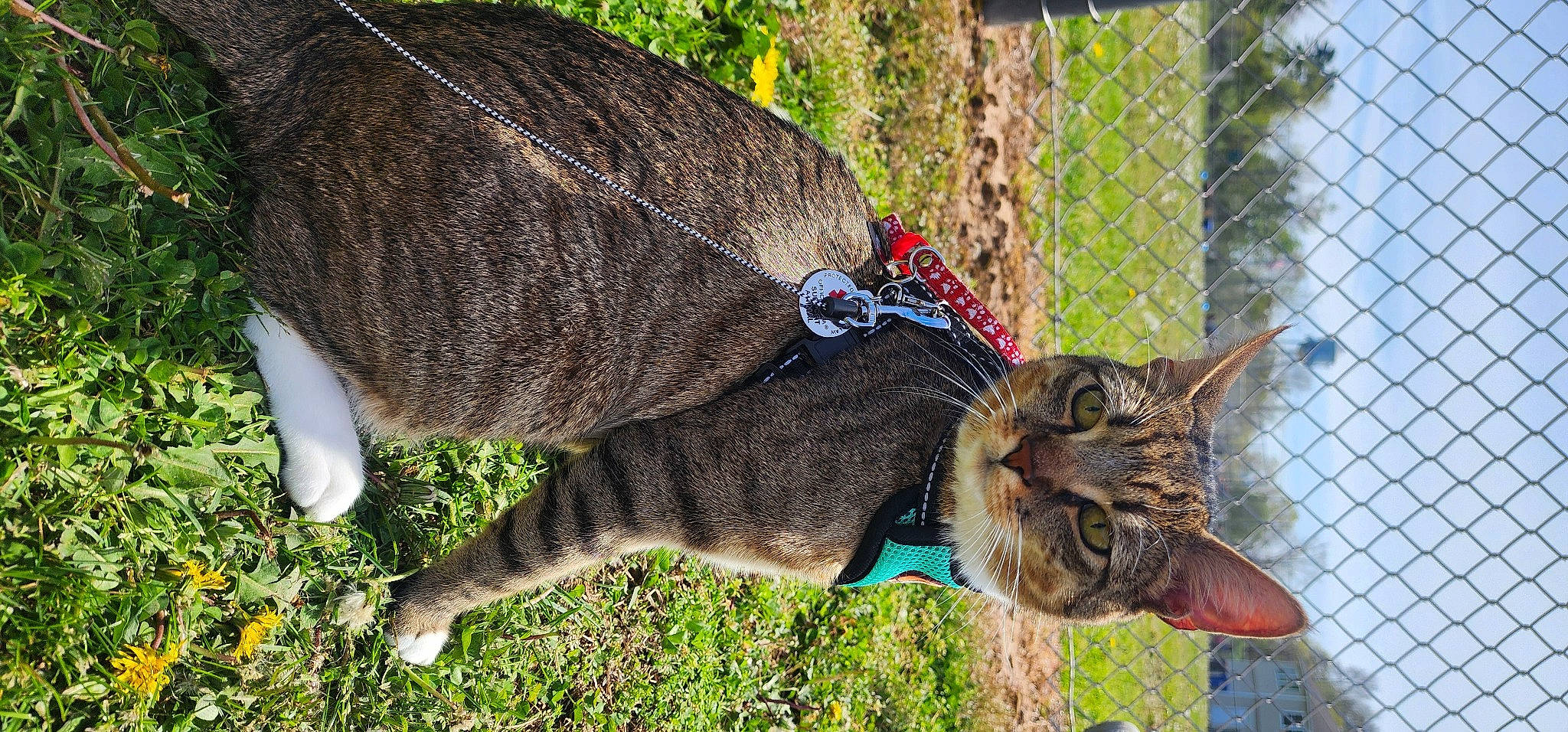 Jakjak is registered to the contest to win money with this photo: carnivore, cat, collar, domestic_short_haired_cat, eyewear, fawn, felidae, fence, fur, grass, mesh, small_to_medium_sized_cats, snout, tail, terrestrial_animal, tree, whiskers, wildlife, window, wire_fencing