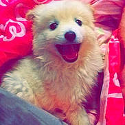 Spitz is registered to the contest to win money with this photo: