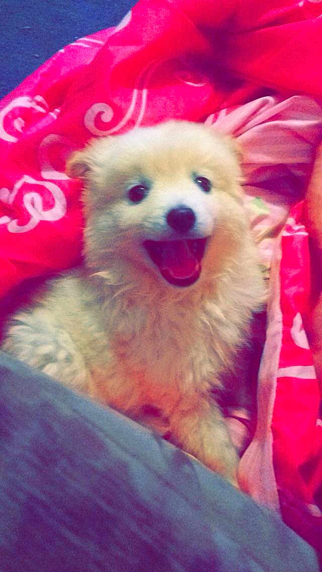 Spitz