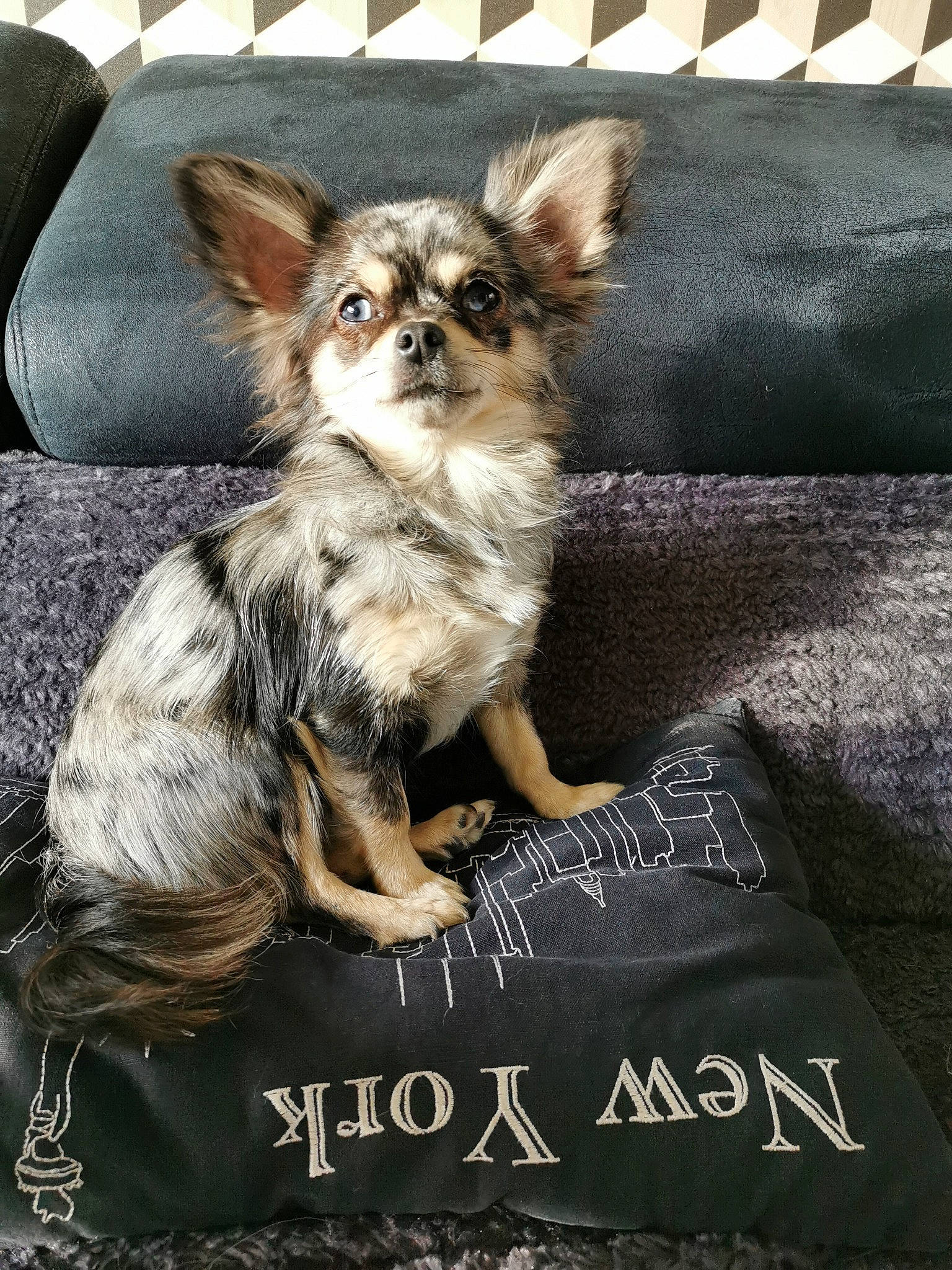 Hazel a rejoint le concours — aidez-le/la à gagner de superbes lots ! canidae, carnivore, chihuahua, companion_dog, dog, dog_breed, fawn, mammal, photo_caption, puppy, toy_dog, vertebrate, whiskers