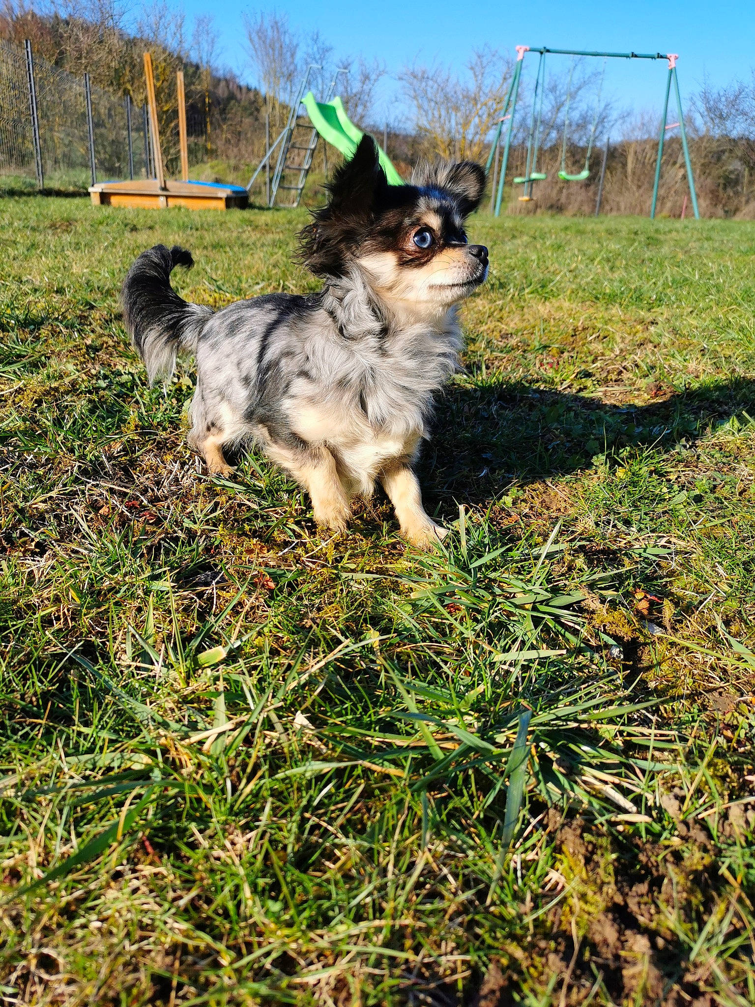 Hazel participe au concours pour gagner de l'argent avec cette photo : australian_shepherd, canidae, carnivore, dog, dog_breed, fawn, grass, mammal, sporting_group, vertebrate