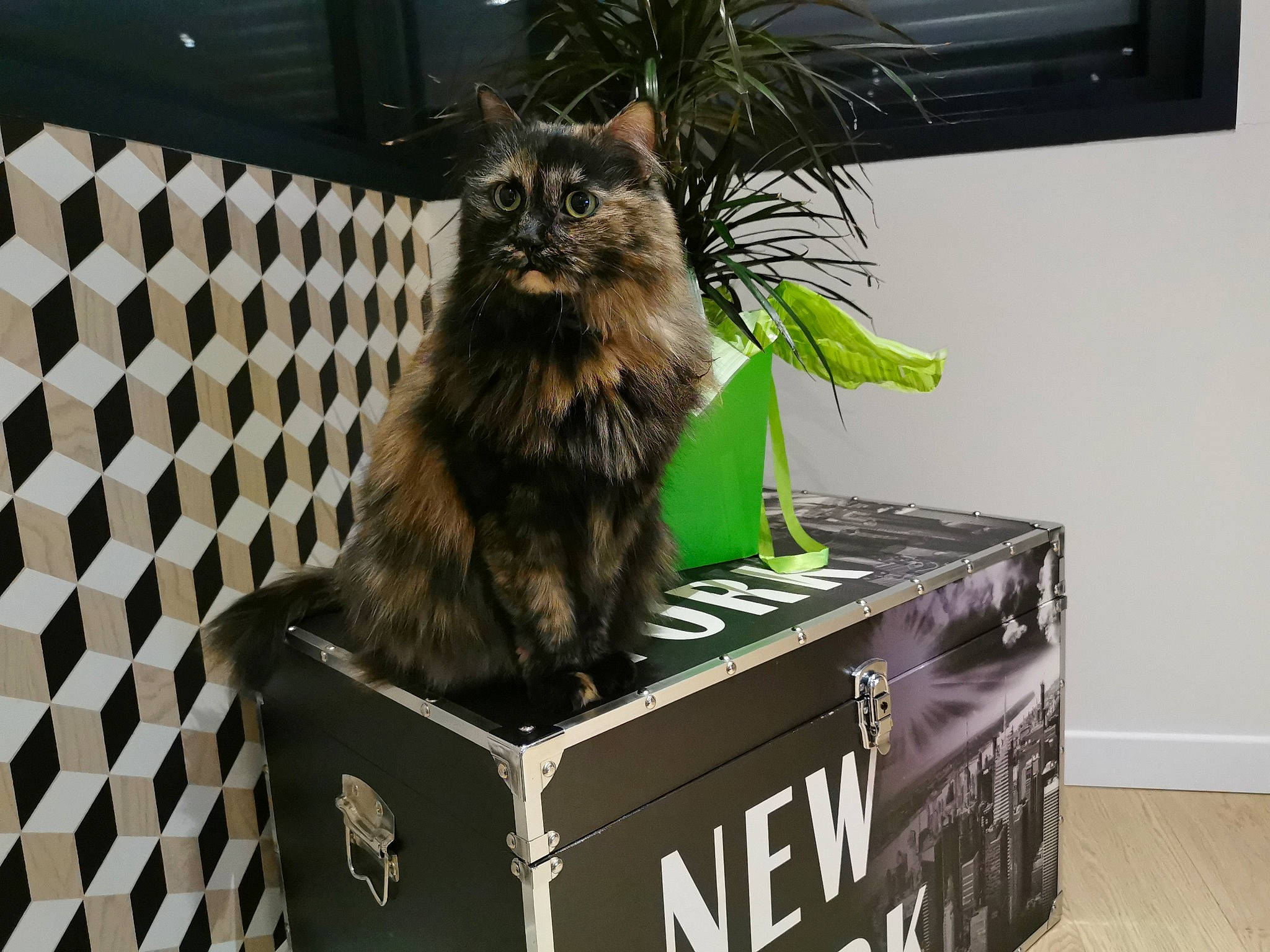 Fauve a rejoint le concours — aidez-le/la à gagner de superbes lots ! box, carnivore, cat, domestic_long_haired_cat, domestic_short_haired_cat, dragon_li, european_shorthair, felidae, kitten, maine_coon, norwegian_forest_cat, siberian, small_to_medium_sized_cats, tabby_cat, whiskers, wild_cat