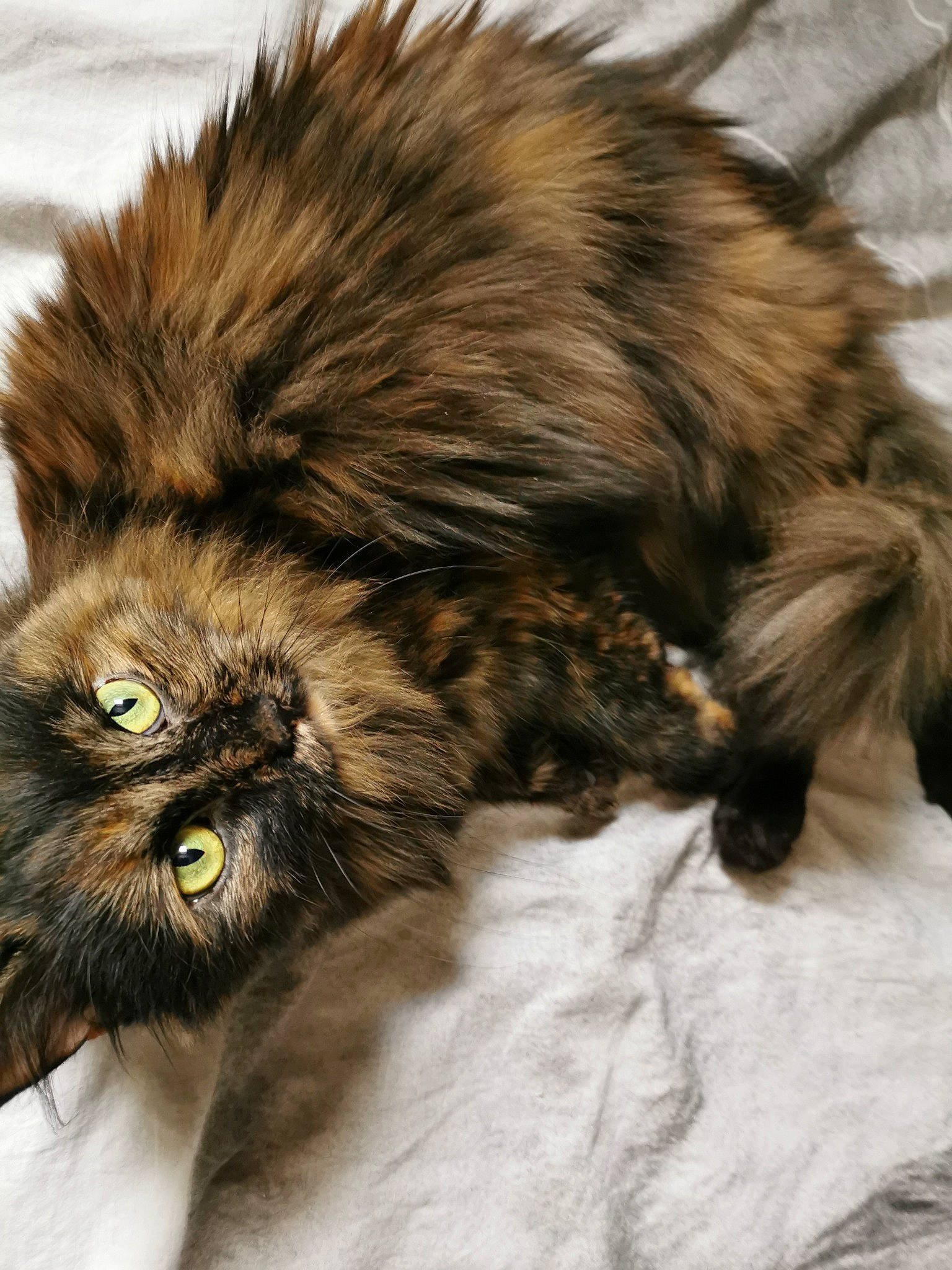 Fauve a rejoint le concours — aidez-le/la à gagner de superbes lots ! british_longhair, carnivore, cat, domestic_long_haired_cat, ear, felidae, fur, liver, maine_coon, norwegian_forest_cat, persian, small_to_medium_sized_cats, whiskers