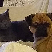 Rocky is registered to the contest to win money with this photo: cat, dog, couch, blanket, pet, indoor, animal, feline, canine, relaxed, fur, companion, home, friendship, resting, beige, gray_cat, tan_dog, domestic, cozy