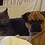 cat, dog, couch, blanket, pet, indoor, animal, feline, canine, relaxed, fur, companion, home, friendship, resting, beige, gray_cat, tan_dog, domestic, cozy