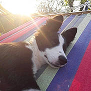 Oris a rejoint le concours — aidez-le/la à gagner de superbes lots ! border_collie, dog, dog_breed, dog_breed_group, dog_like_mammal, snout