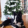 Oris participe au concours pour gagner de l'argent avec cette photo : border_collie, dog, dog_breed, dog_breed_group, dog_like_mammal, karelian_bear_dog, tree