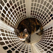 Ivy joined the competition — help win amazing prizes! animal, calico, cat, confined, cozy, curious, cute, domestic_cat, eyes, floor, fur, grid_pattern, indoor, laundry_basket, looking_up, pattern, pet, playful, resting, white