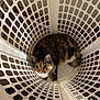 animal, calico, cat, confined, cozy, curious, cute, domestic_cat, eyes, floor, fur, grid_pattern, indoor, laundry_basket, looking_up, pattern, pet, playful, resting, white