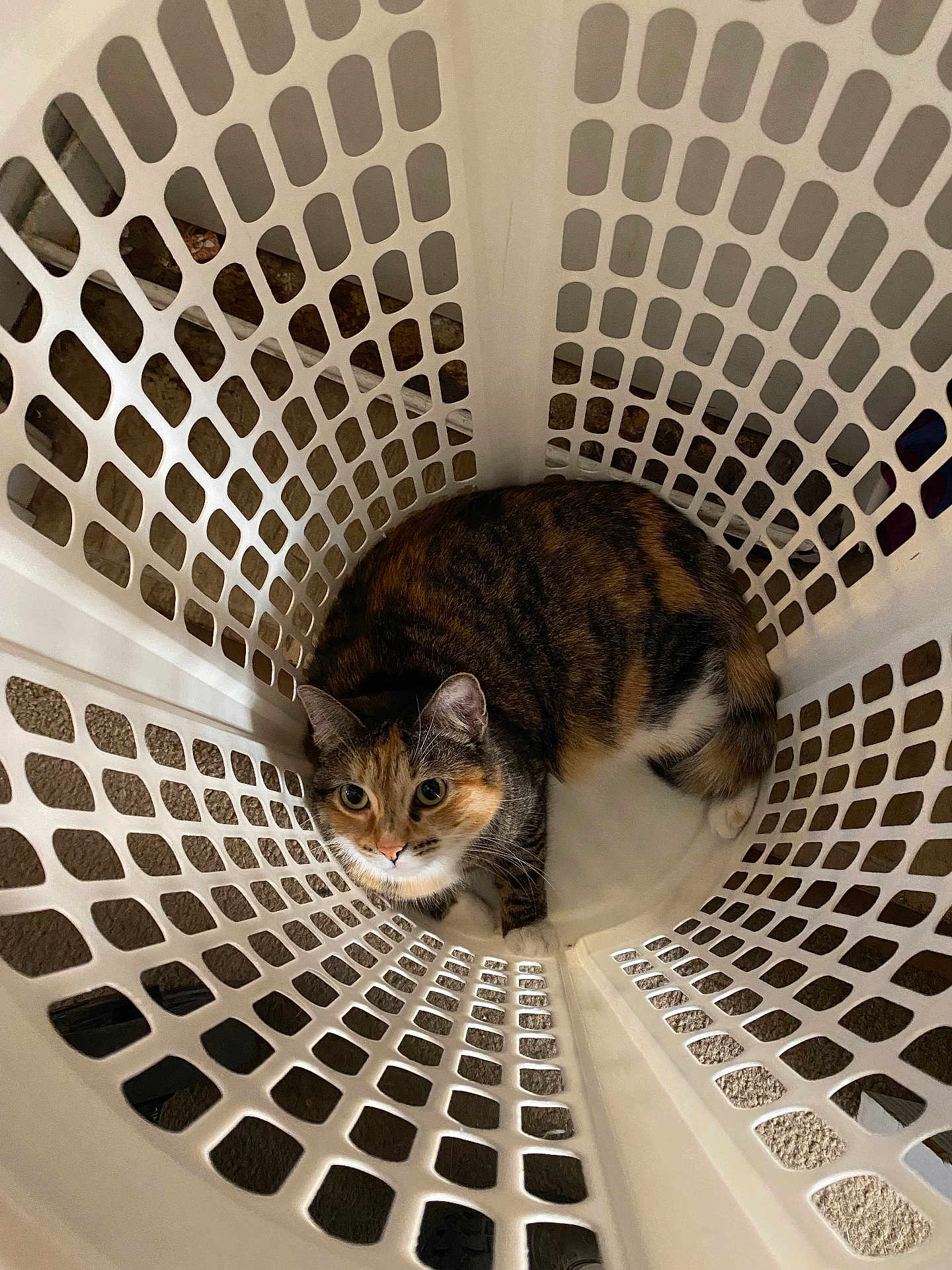 Ivy joined the competition — help win amazing prizes! animal, calico, cat, confined, cozy, curious, cute, domestic_cat, eyes, floor, fur, grid_pattern, indoor, laundry_basket, looking_up, pattern, pet, playful, resting, white