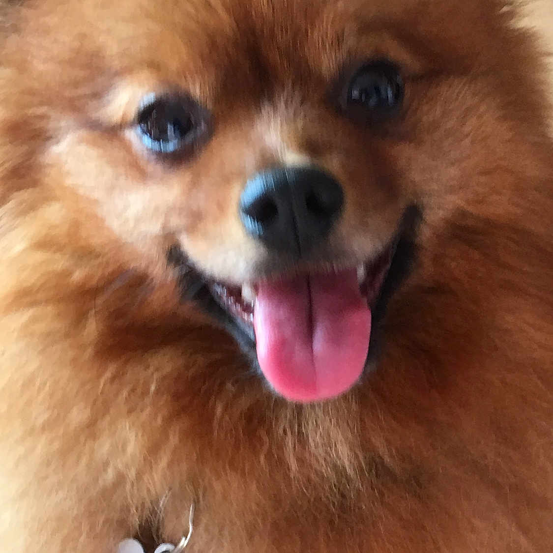 Simba
