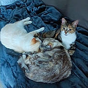 Prunelle a rejoint le concours — aidez-le/la à gagner de superbes lots ! cat, cats, feline, pet, pets, animal, animals, couch, blanket, fur, sleeping, resting, cozy, indoor, domestic, tabby, calico, white_cat, multicolor_cat, closeup