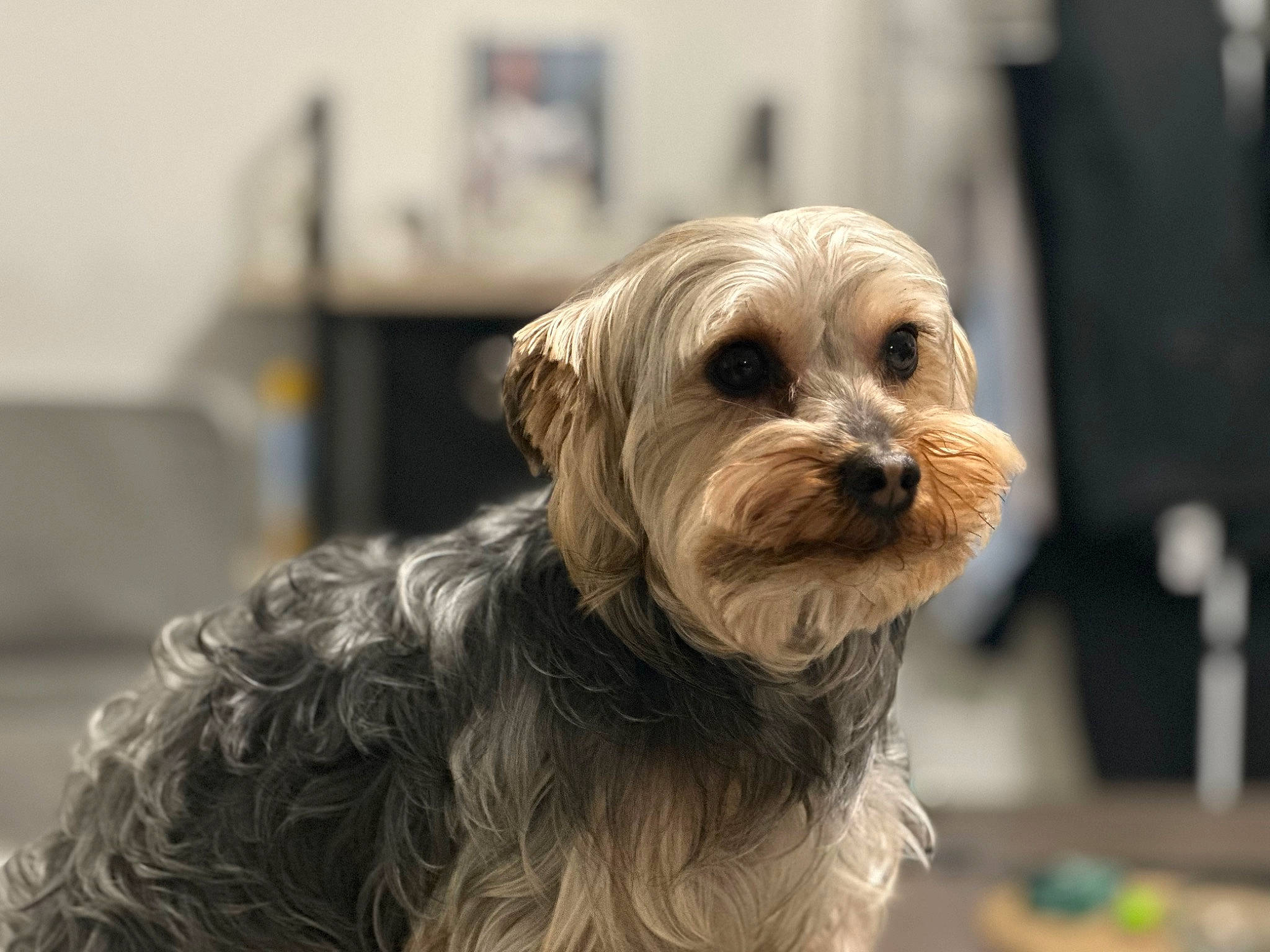 Oslo a rejoint le concours — aidez-le/la à gagner de superbes lots ! biewer_terrier, canidae, carnivore, companion_dog, dog, dog_breed, fur, liver, maltepoo, non_sporting_group, poodle_crossbreed, puppy, small_terrier, snout, sporting_group, terrier, toy_dog, working_animal, wrinkle, yorkshire_terrier