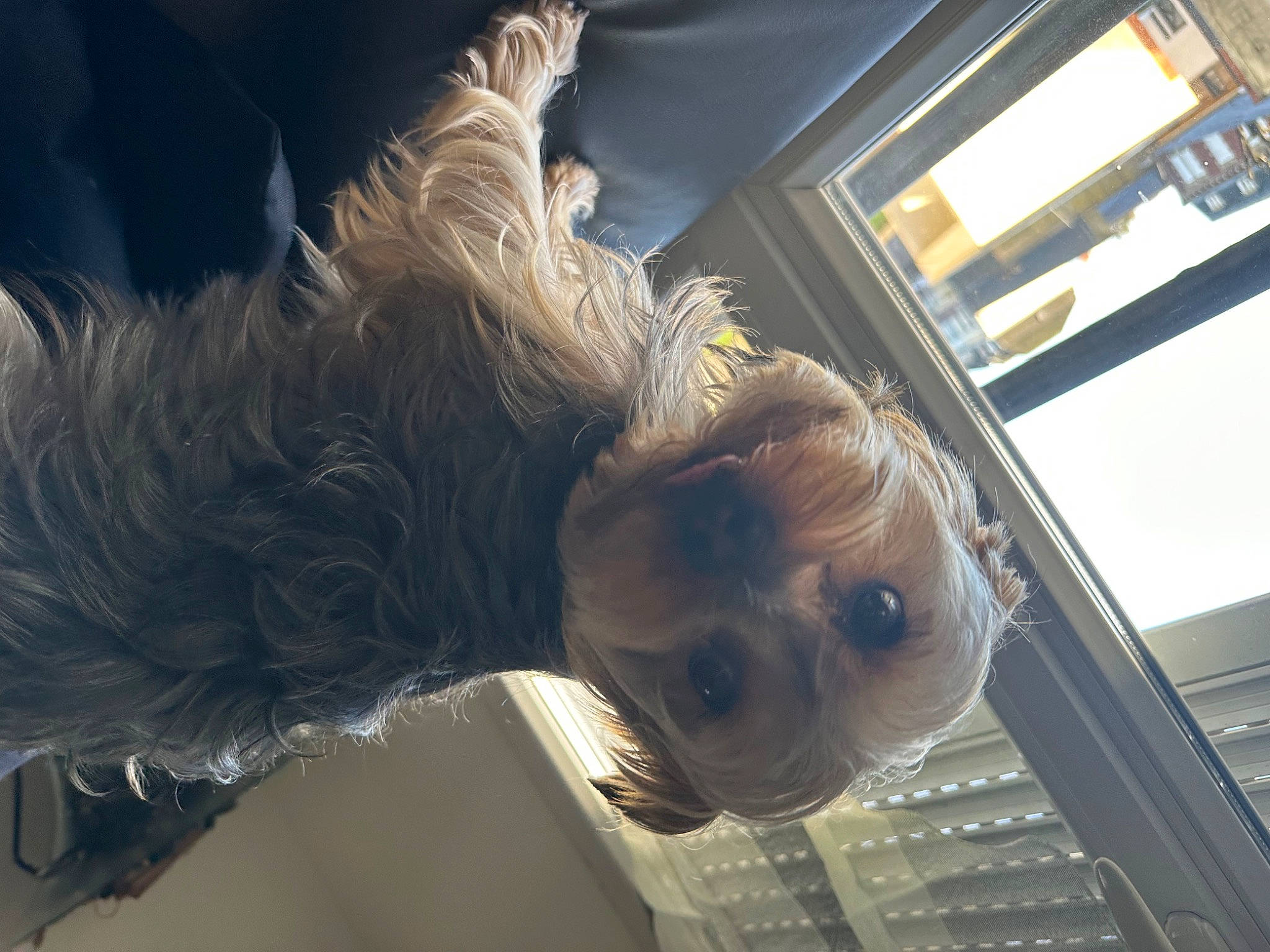 Oslo a rejoint le concours — aidez-le/la à gagner de superbes lots ! beard, eyelash, eyewear, feather, fun, fur, glass, goggles, reflection, selfie, smile, snout, sunglasses, vehicle_door, vision_care, window, wing