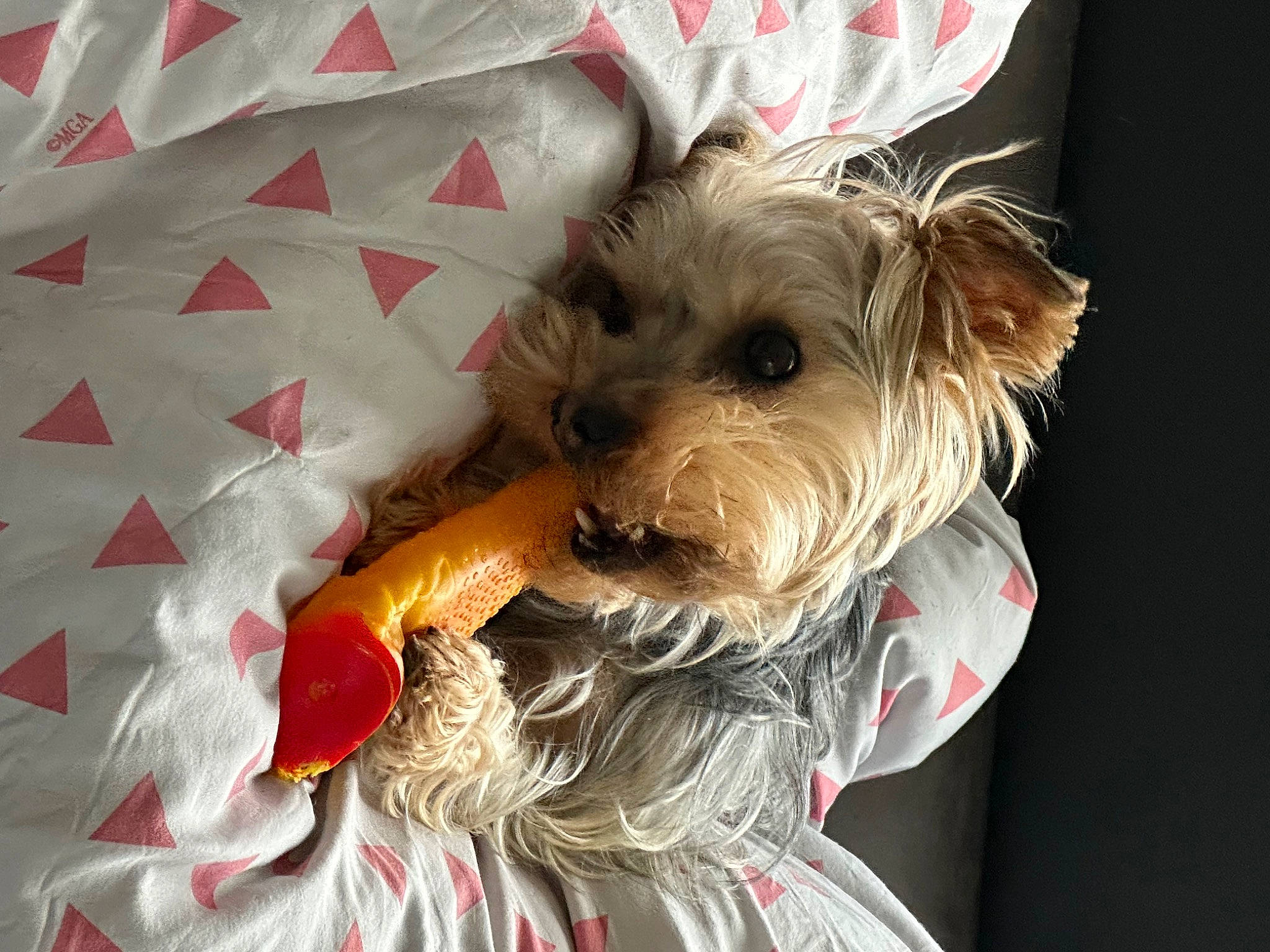 Oslo participe au concours pour gagner de l'argent avec cette photo : biewer_terrier, canidae, carnivore, companion_dog, dog, dog_breed, dog_clothes, dog_supply, fashion_accessory, fawn, irish_terrier, non_sporting_group, pattern, schnauzer, small_terrier, snout, sporting_group, terrier, toy_dog, working_animal