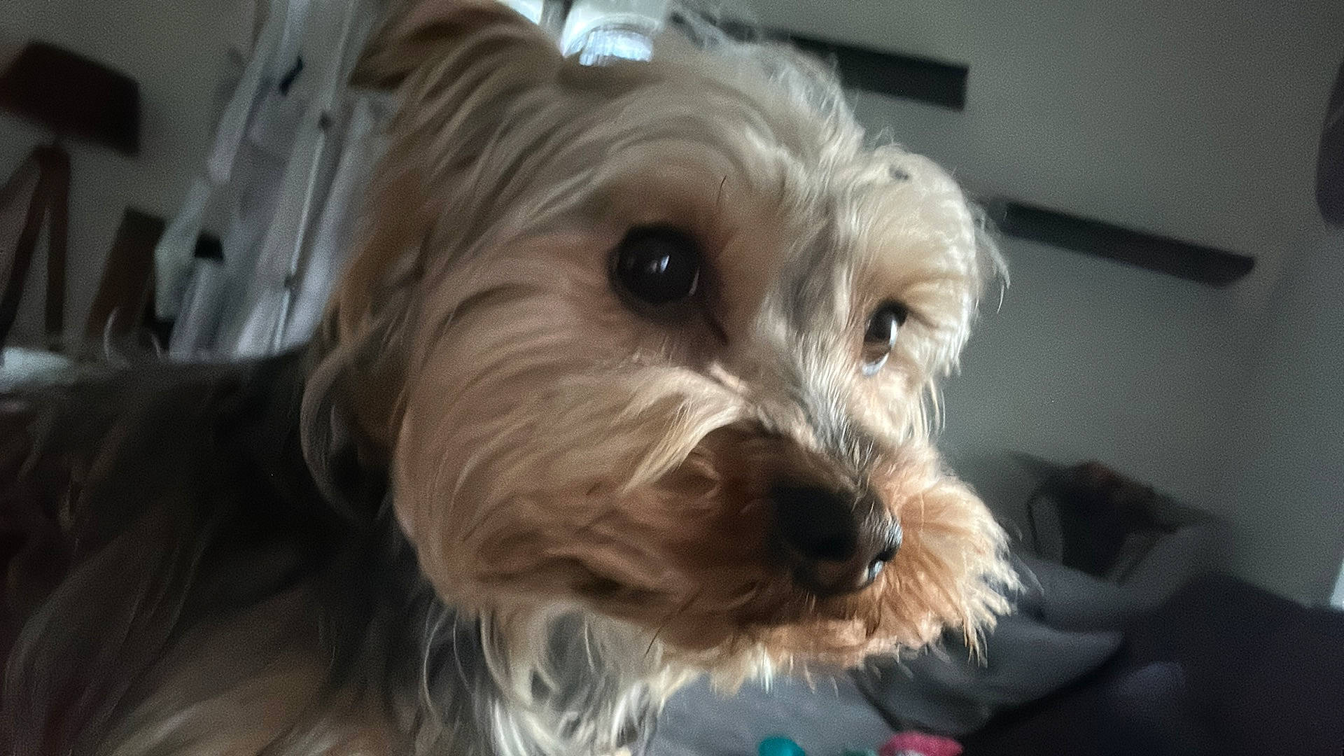 Oslo a rejoint le concours — aidez-le/la à gagner de superbes lots ! biewer_terrier, canidae, carnivore, companion_dog, dog, dog_breed, dog_supply, flooring, fur, maltepoo, non_sporting_group, poodle_crossbreed, puppy, small_terrier, sporting_group, terrier, toy_dog, working_animal, yorkipoo