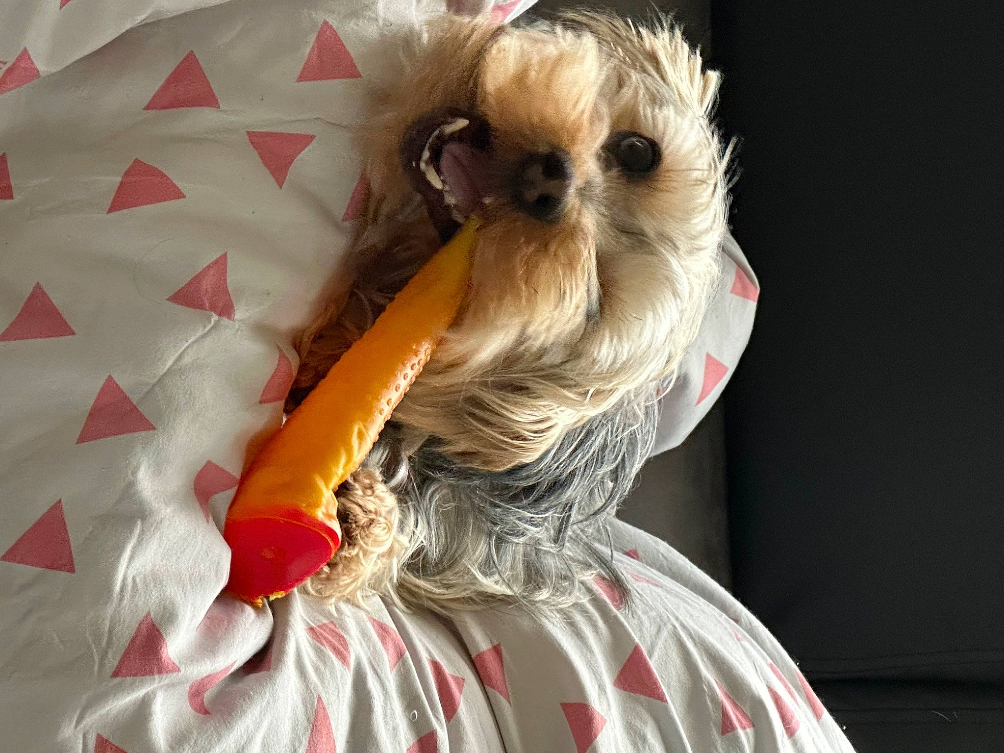 Oslo participe au concours pour gagner de l'argent avec cette photo : companion_dog, costume, costume_hat, dog, dog_breed, dog_clothes, dog_supply, event, eyewear, fashion_accessory, fawn, feather, fictional_character, fur, hat, headgear, sunglasses, toy, toy_dog, whiskers