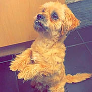 Penny joined the competition — help win amazing prizes! adorable, animal, begging, brown_fur, canine, companion, cute, cute_pet, dog, domestic_animal, ears, fluffy, fur, indoor, looking_up, pet, small_dog, tail, tile_floor, waiting