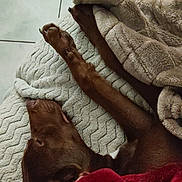 Tao a rejoint le concours — aidez-le/la à gagner de superbes lots ! dog, brown_dog, sleeping, lying_down, paw, legs, blanket, bed, cozy, indoors, home, resting, relaxed, fur, animal, pet, cuddling, textile, warm, portrait