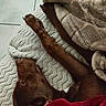 dog, brown_dog, sleeping, lying_down, paw, legs, blanket, bed, cozy, indoors, home, resting, relaxed, fur, animal, pet, cuddling, textile, warm, portrait