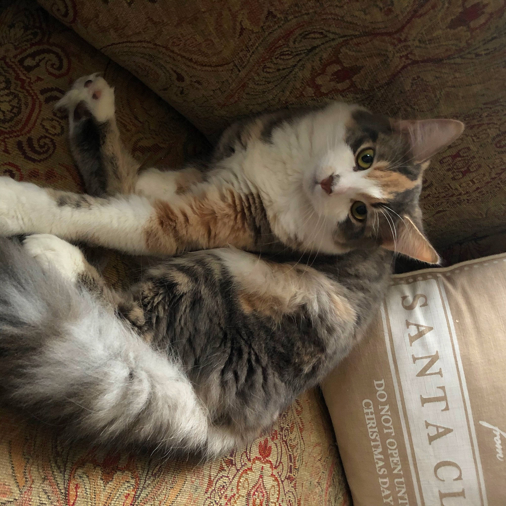 Darcey joined the competition — help win amazing prizes! carnivore, cat, claw, comfort, domestic_short_haired_cat, felidae, fur, grey, nap, paw, sleep, small_to_medium_sized_cats, snout, tail, terrestrial_animal, whiskers