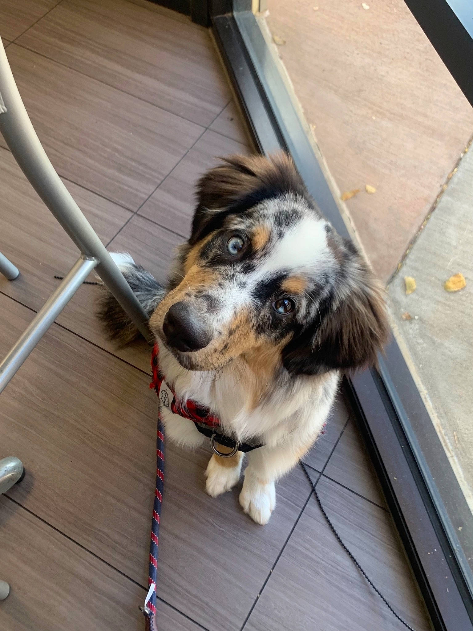 Kona is registered to the contest to win money with this photo: canidae, carnivore, chair, collar, companion_dog, dog, dog_breed, flooring, fur, handrail, hardwood, herding_dog, porch, scotch_collie, snout, sporting_group, wood, working_animal, working_dog