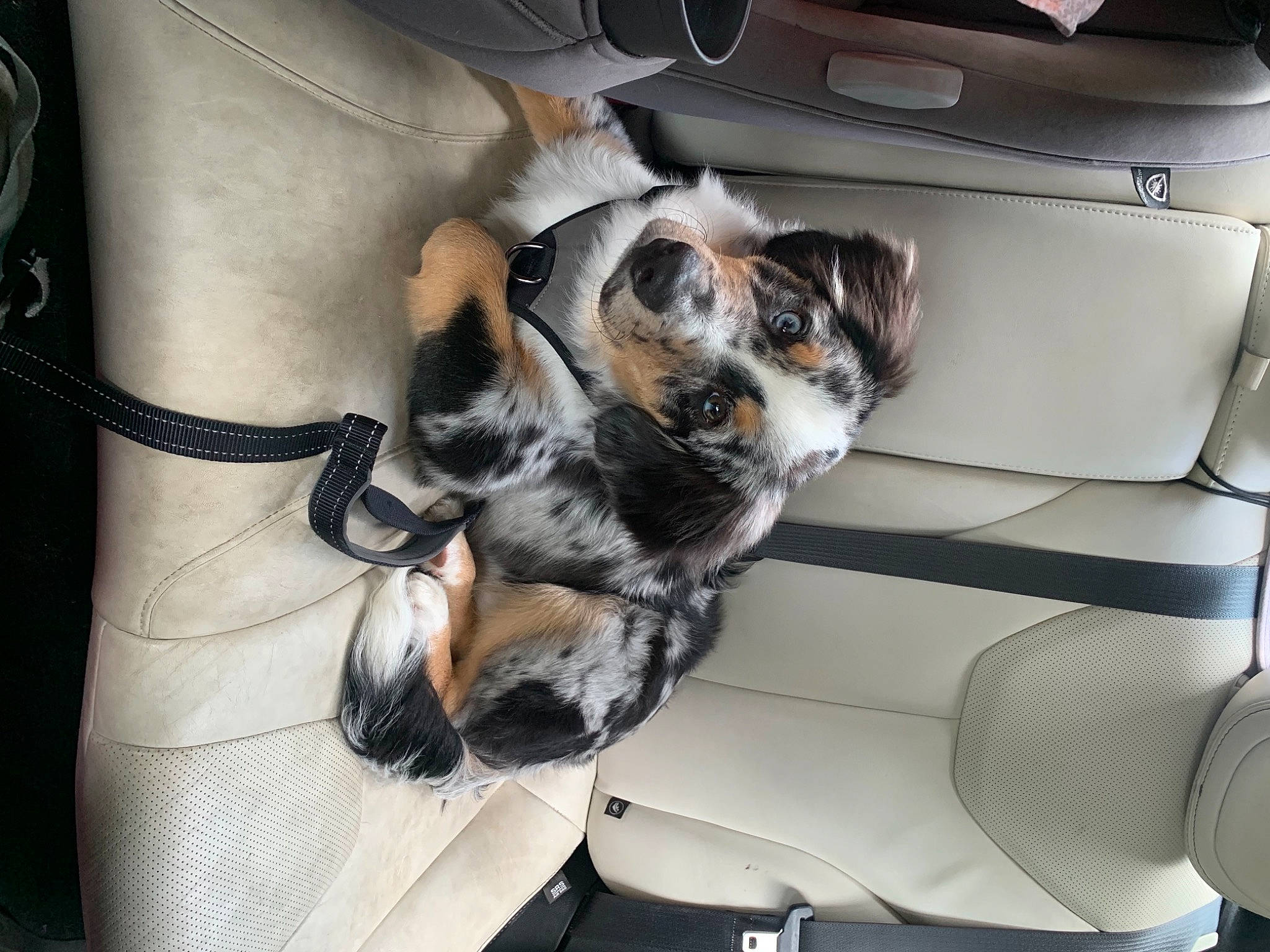 Kona joined the competition — help win amazing prizes! auto_part, automotive_design, automotive_exterior, canidae, carnivore, comfort, companion_dog, dog, dog_breed, family_car, head_restraint, luxury_vehicle, motor_vehicle, personal_luxury_car, rim, snout, sporting_group, vehicle, vehicle_door, windshield