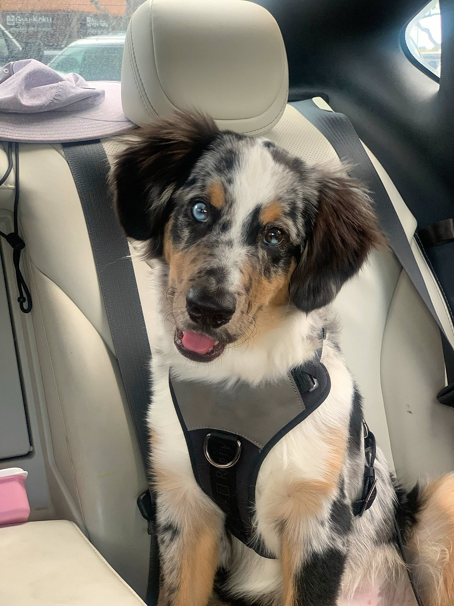 Kona is registered to the contest to win money with this photo: automotive_design, automotive_exterior, automotive_tire, car, car_seat, car_seat_cover, carnivore, collar, companion_dog, dog, dog_breed, dog_collar, eyewear, head_restraint, motor_vehicle, seat_belt, snout, sporting_group, vehicle, vehicle_door