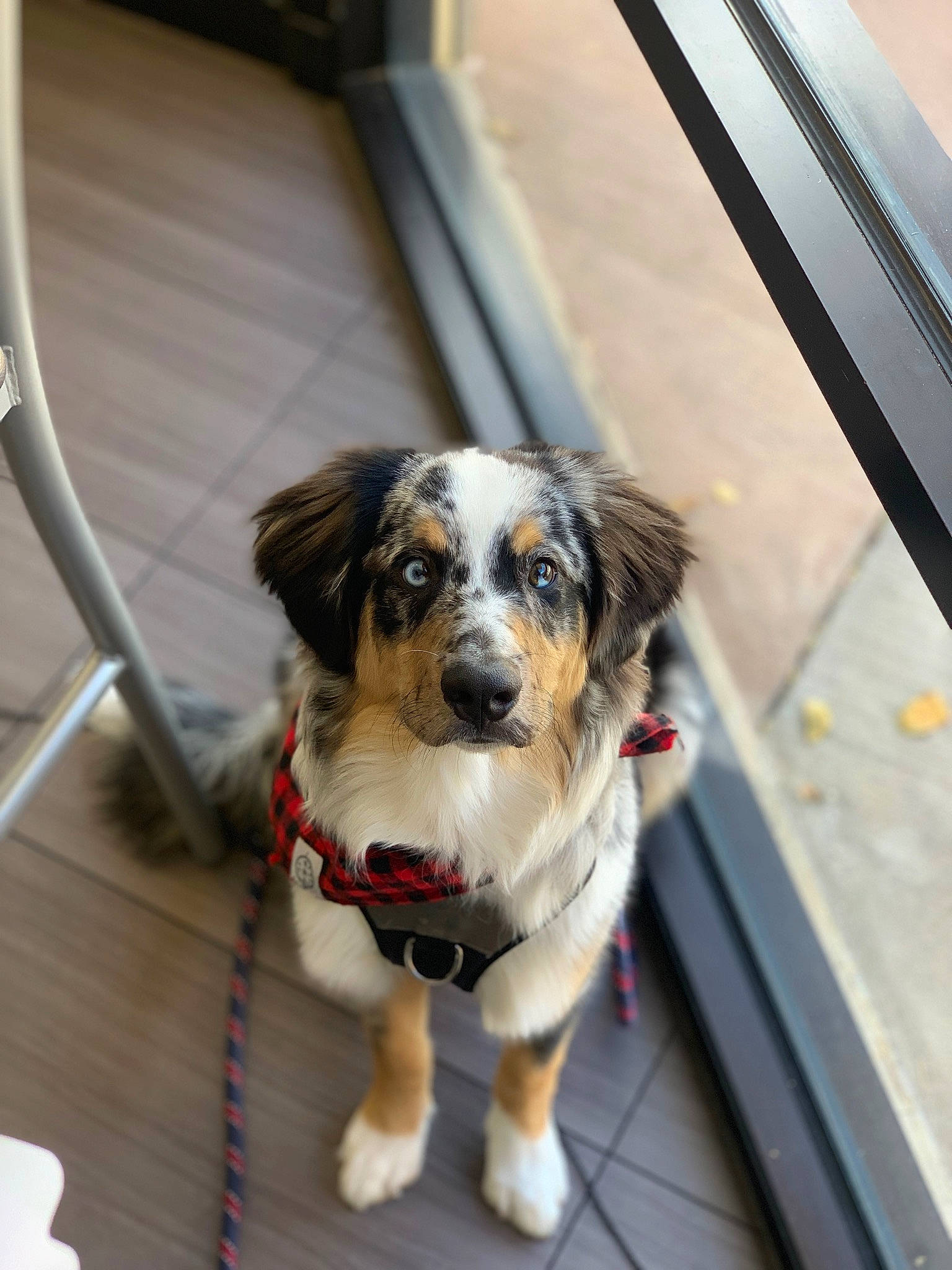 Kona joined the competition — help win amazing prizes! canidae, carnivore, chair, collar, companion_dog, dog, dog_breed, dog_collar, dog_supply, flooring, fur, leash, puppy, snout, sporting_group, toy_dog, whiskers, working_animal, working_dog