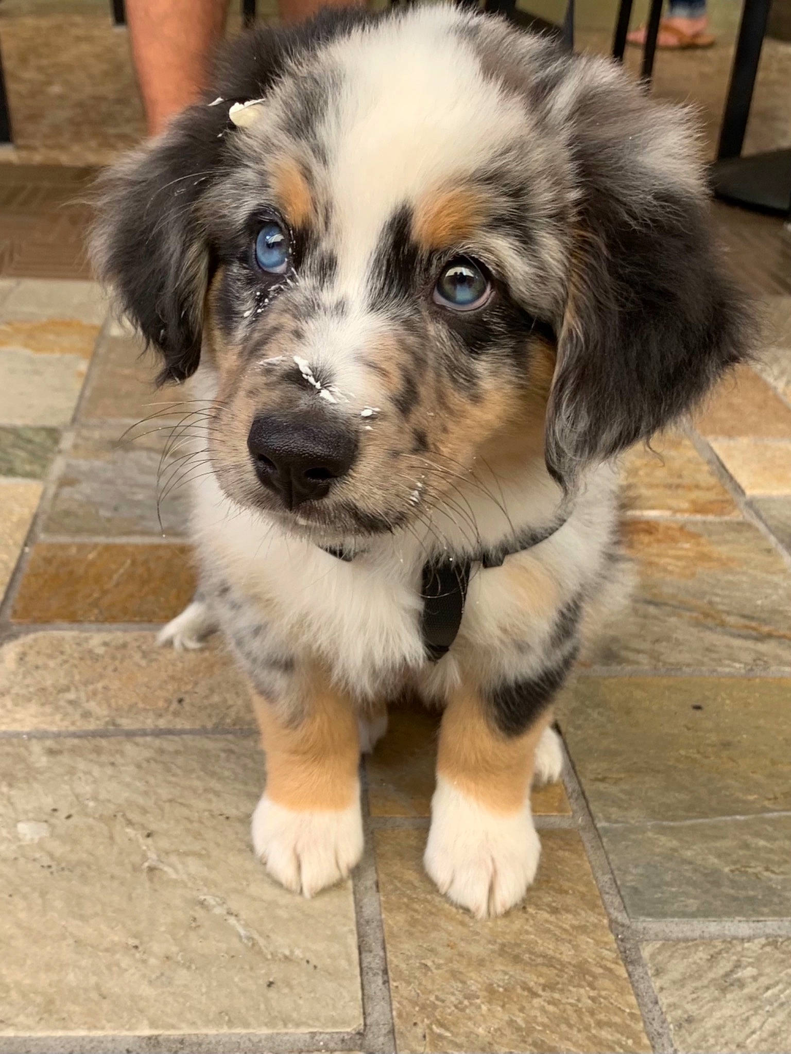 Kona is registered to the contest to win money with this photo: australian_shepherd, canidae, carnivore, companion_dog, dog, dog_breed, fur, herding_dog, snout, sporting_group, terrestrial_animal, tree, whiskers, working_dog
