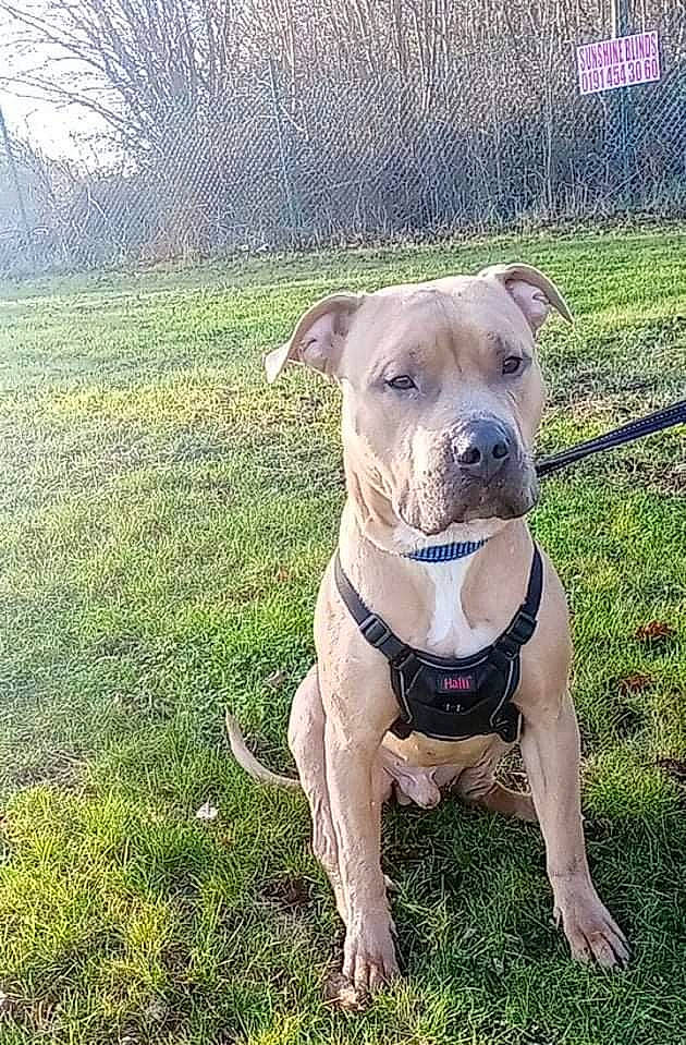 Tazer is registered to the contest to win money with this photo: canidae, carnivore, collar, companion_dog, dog, dog_breed, dog_clothes, dog_collar, dog_supply, fawn, grass, guard_dog, molosser, pet_supply, plant, sporting_group, whiskers, working_animal, working_dog, wrinkle