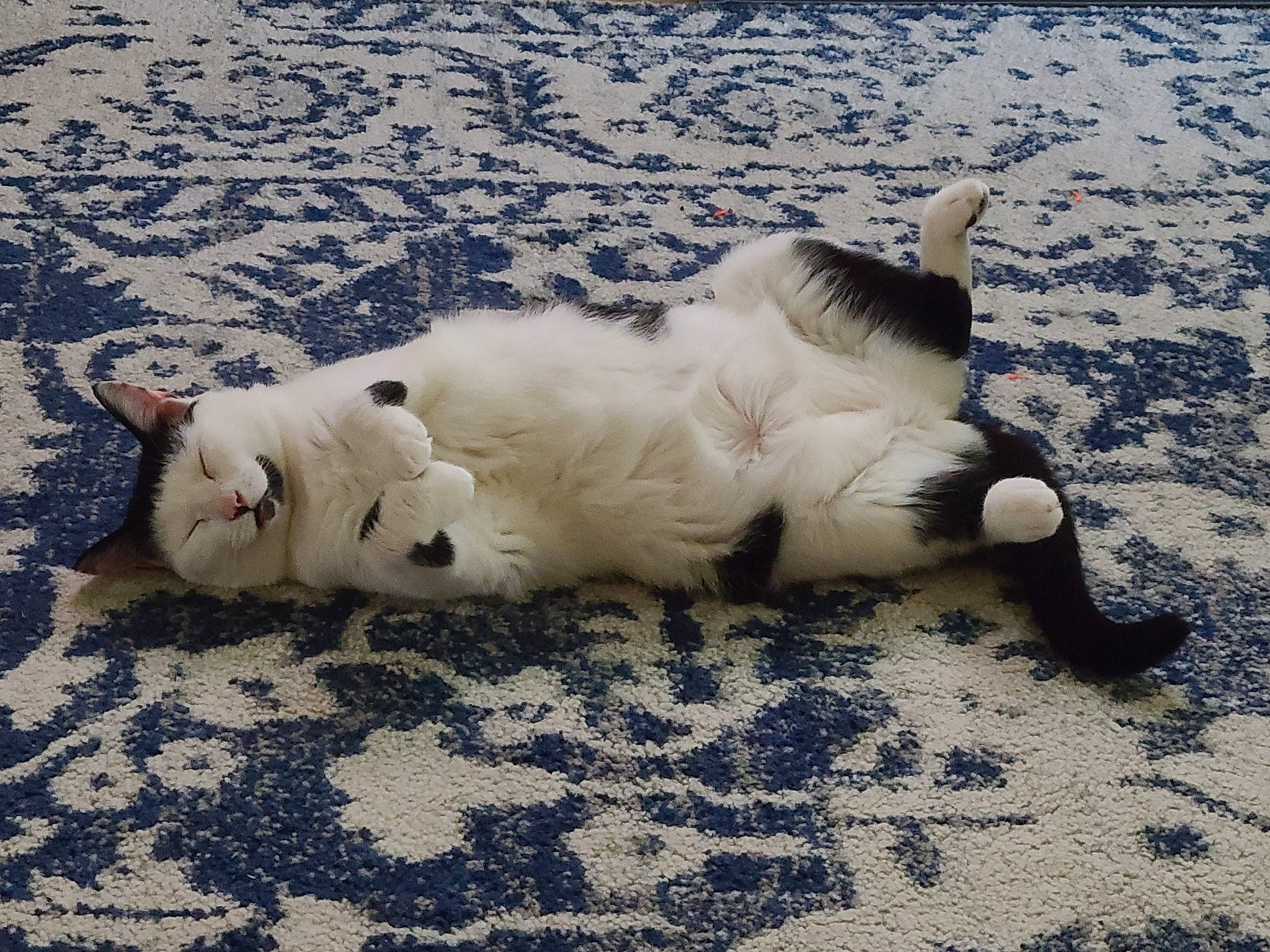 Finch joined the competition — help win amazing prizes! canidae, carnivore, cat, claw, comfort, companion_dog, dog_breed, domestic_short_haired_cat, fawn, felidae, foot, fur, nap, paw, small_to_medium_sized_cats, snout, sporting_group, tail, terrestrial_animal, whiskers