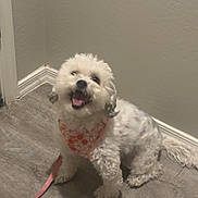 Luna is registered to the contest to win money with this photo: dog, white_dog, small_dog, fluffy, pet, indoor, floor, wall, bandana, leash, happy, sitting, canine, companion, animal, cute, playful, domestic, fur, smiling