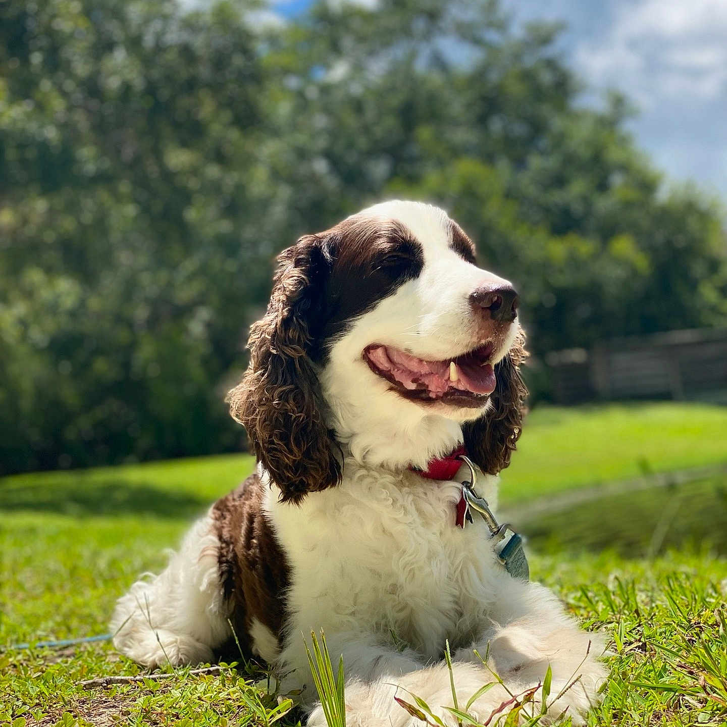 Ace joined the competition — help win amazing prizes! animal, canine, close_up, clouds, collar, curly_fur, daylight, dog, fence, grass, greenery, happy, nature, outdoor, pet, relaxed, smiling, summer, sunny, tongue_out