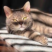 Kitcat is registered to the contest to win money with this photo: cat, feline, pet, animal, yellow_eyes, relaxed, lying_down, whiskers, soft_light, indoor, blanket, fur, close_up, cozy, resting, sleepy, tabby, cute, paw, portrait